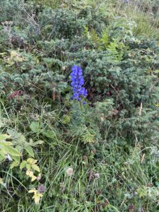 Aconito napello (Aconitum napellus)